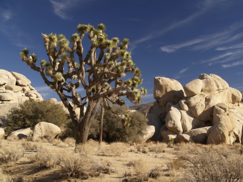 Joshua Tree